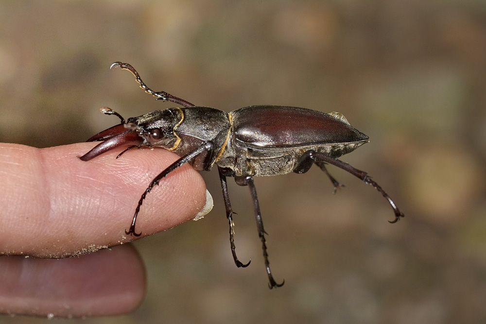 Lucanus cervus? La vendetta.